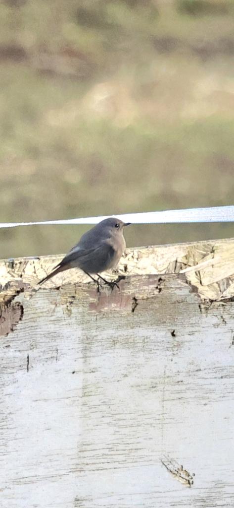 No prizes for these pictures but pleased to have finally papped this local scarcity. A good year for them this year it seems with a male in our back and this or another fem type relocating to " Hoopoe Hollow "  found by Steve Jones ..#Wirral #Hoylake