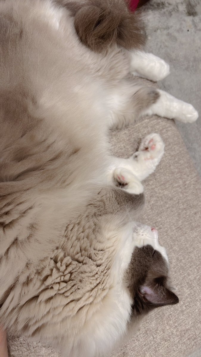 cococonut0127's tweet photo. 今日のモフモフ https://t.co/RknEnLJpWU