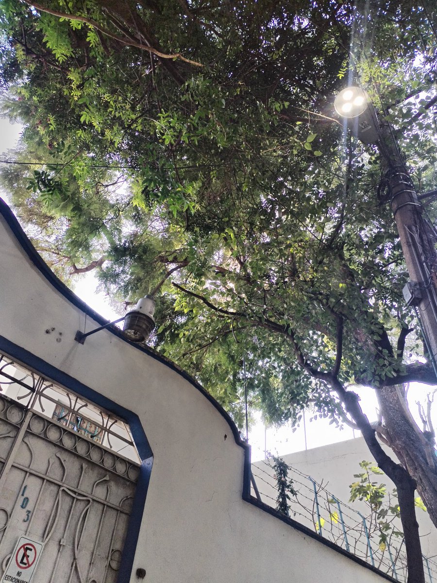 Hola <a href="/MHcesac/">MH CESAC</a> <a href="/OlaMHmx/">Servicios Urbanos MH</a>, tenemos más de un año reportando este arbolito qué se está inclinando hacia casa del vecino, ya está rompiendo jardinera. Evitemos una tragedia x favor. 
Se encuentra en Lago Aullagas 103. <a href="/AlcaldiaMHmx/">Alcaldía Miguel Hidalgo</a> <a href="/MHcesac/">MH CESAC</a>
<a href="/cesar_m_garrido/">César Garrido</a>
<a href="/mauriciotabe/">Mauricio Tabe Echartea</a>
<a href="/telediario/">Telediario CdMx</a>