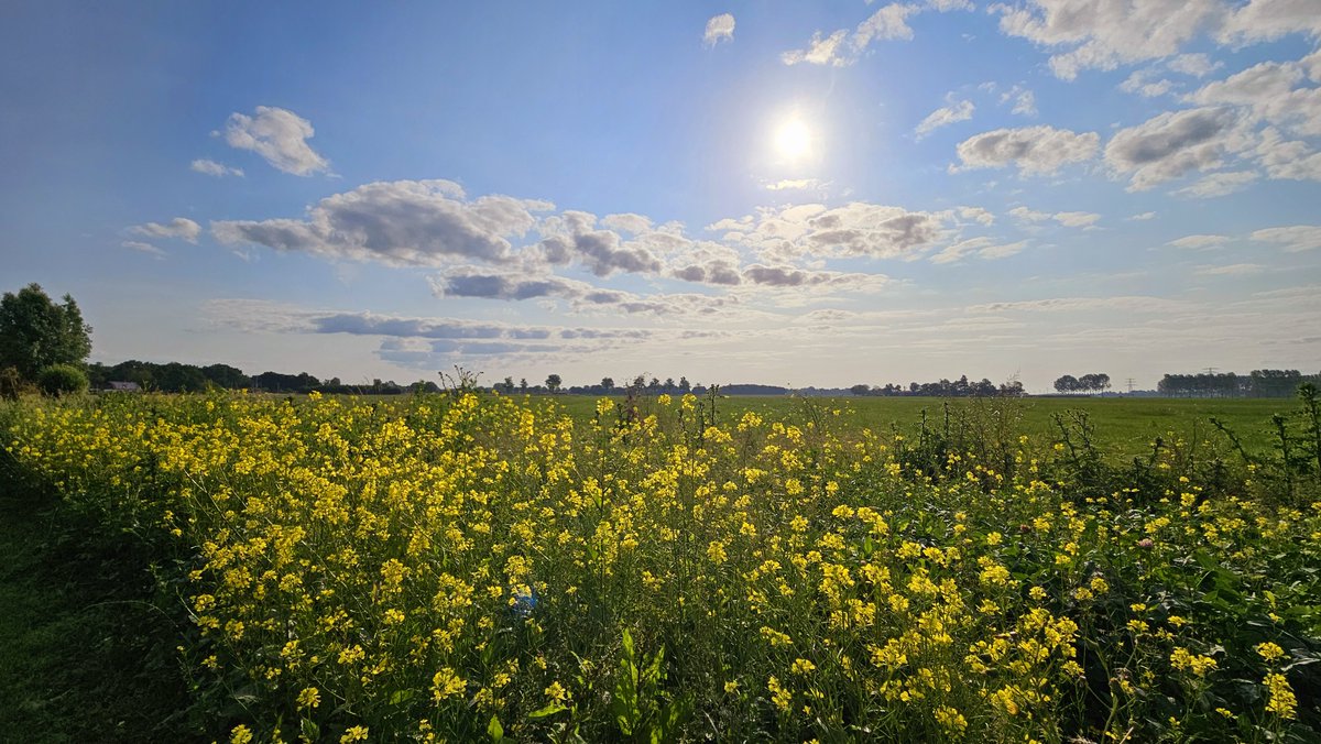 Met een verwachte gemiddelde temperatuur van 11,5 graden lijkt dit jaar een van de warmste jaren te worden sinds de metingen in 1901 begonnen. Lees meer over dit jaar en andere jaren in de nieuwe blog: buienradar.nl/nederland/weer…

📸Nely van Frankenhuijzen, Beusichem