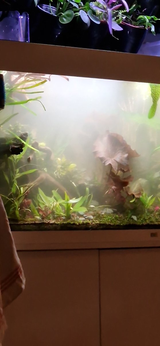 AnvarGamer52's tweet photo. My aquarium is boobawabna because you can't see shit https://t.co/U9ZQmQ0nWe