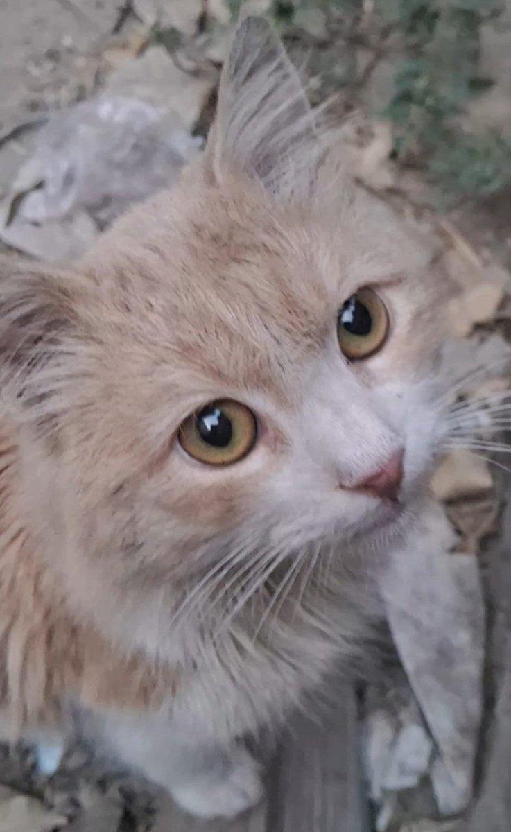 AnimalFriendsAF's tweet image. 🚨 WE ARE FADING IN THE COLD 🚨
This is not life. This is a slow erasing. we're going quiet not because the pain ended, but because we're too weak to scream. Aid is stolen by armed gangs, prices are unreachable, &amp;amp; hope leaks away with every freezing breath.
Rain cuts through our…