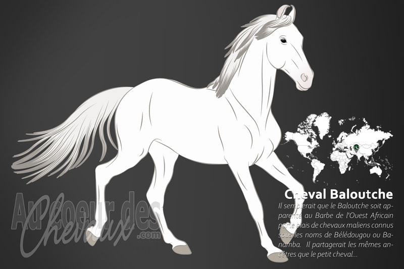 aucoeurdeschev1's tweet photo. Pour tout savoir sur le Baloutche, un cheval aux oreilles recourbées sans doute apparenté aux chevaux Barbes Ouest Africain, rendez-vous à la page https://t.co/cz6CnUluro https://t.co/lhB28Esr2O