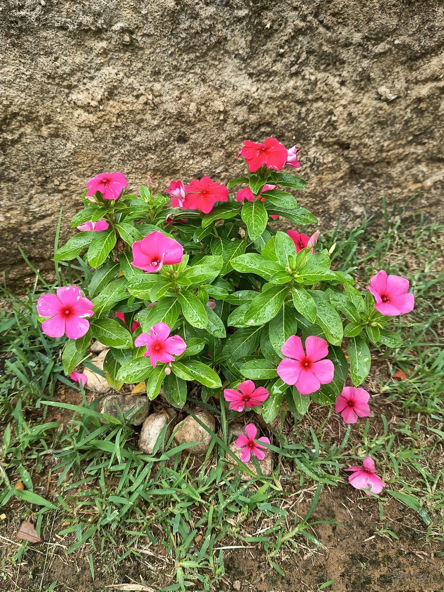 twbfr's tweet image. uma fro