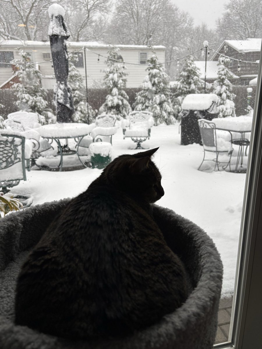 jeromeminerva's tweet photo. Snowmageddon ‘25❄️ https://t.co/a54fXA1QvX