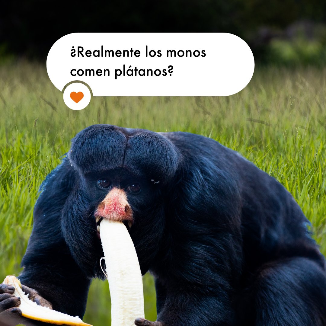 Protección Animal Mundial tweet media