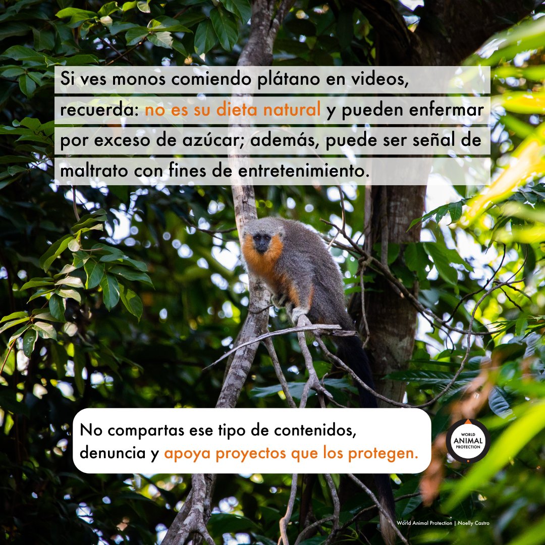 Protección Animal Mundial tweet media