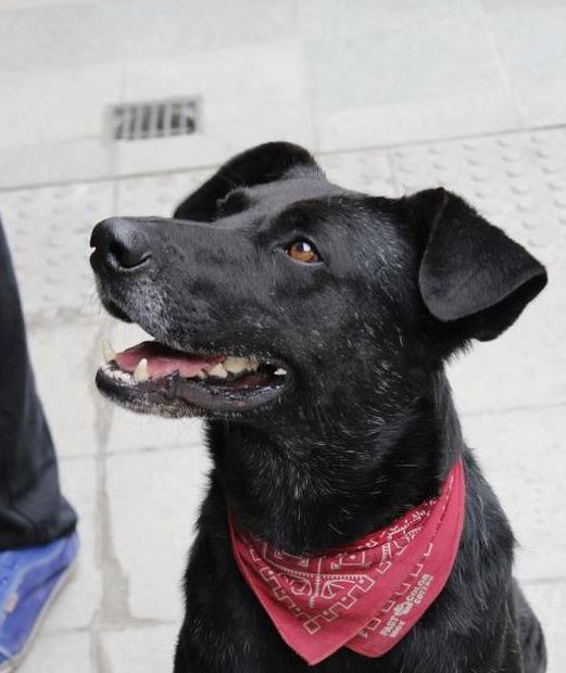 satoruswft's tweet image. perro de lipigas NUNCA SERÁS ÉL