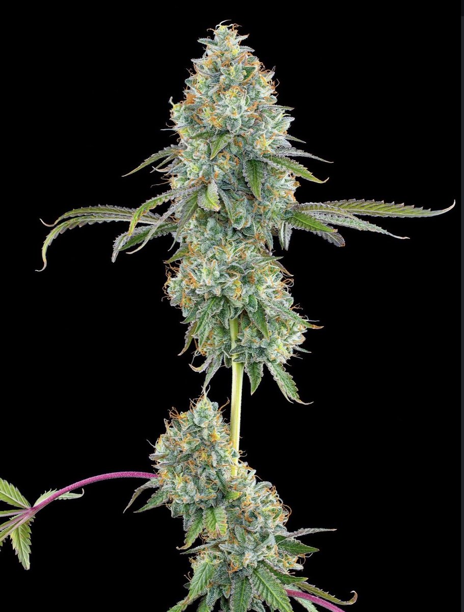 GroundedGenetic's tweet photo. -BLUCCI OG- 2 phenos
(SFV OG x Triangle Kush bx2) x Blucci
SEEDS COMING EARLY JANUARY
This one is super limited. https://t.co/vjL1xOuNzj