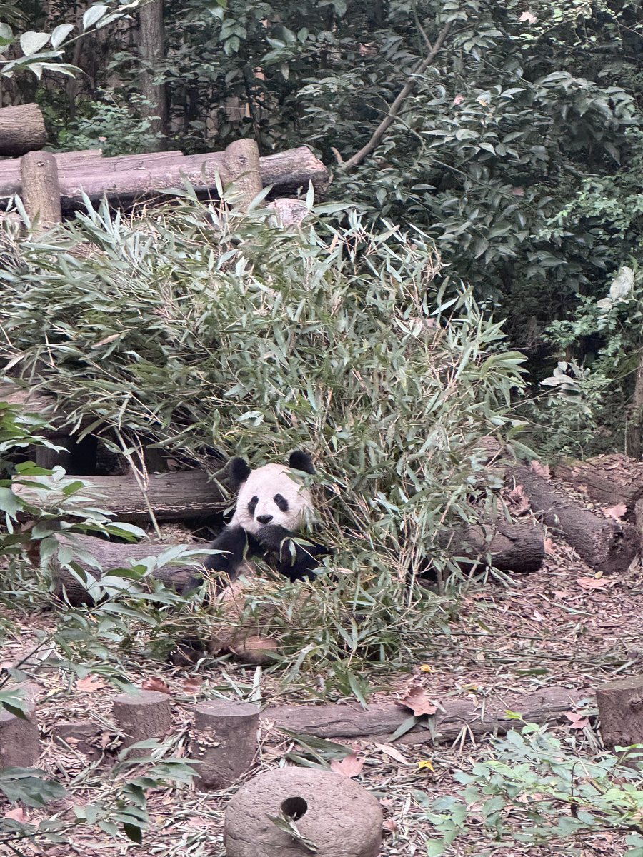 Angiehou12's tweet photo. 成都！熊猫🐼🥳 https://t.co/OLLvVEWHue