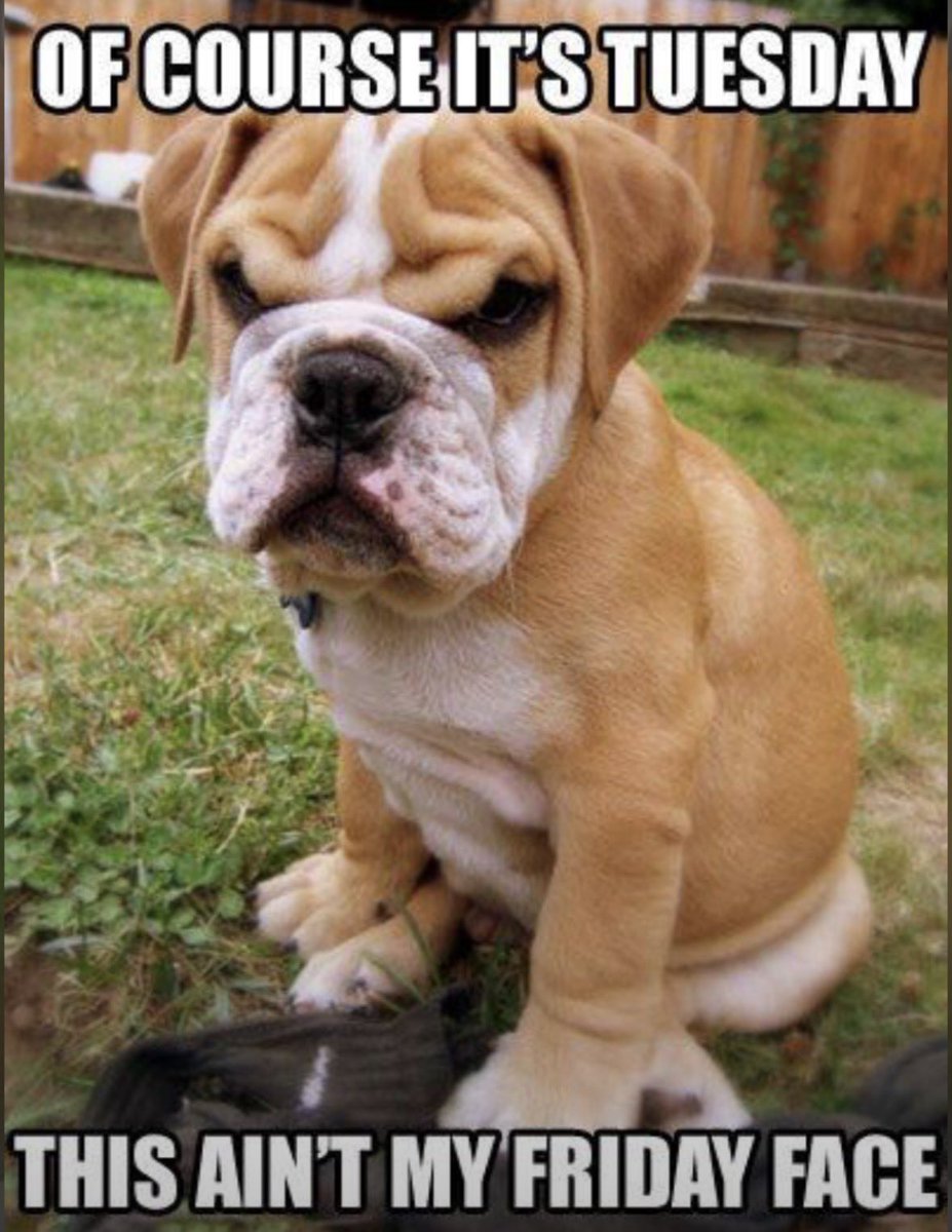 dog.com (@dogproduct) on Twitter photo 