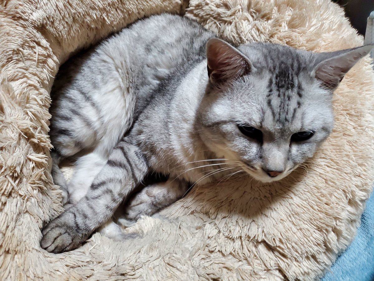 はっち (@hacchi526) on Twitter photo 