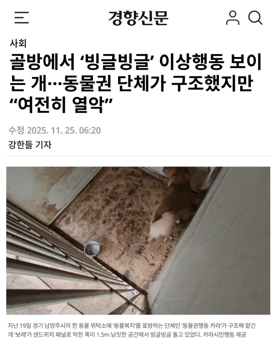 소심하지만, 배움에 열려 있는 성향입니다. 아직 경험하지 못한 삶이 많을 뿐, 윈디는 충분히 누군가의 곁에서 걸을 수 있는 개입니다.

윈디의 이름을 불러줄 가족을 기다립니다.

• 윈디
• 2019년생 추정 / 남(중성화 O) / 13.3kg