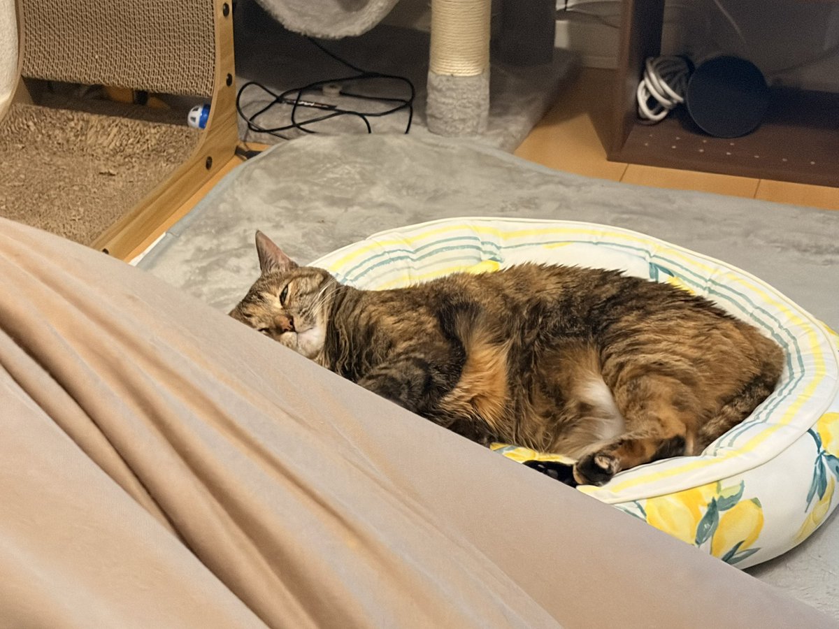 ゆきんこP (@yuki2kariage) / Posts / X