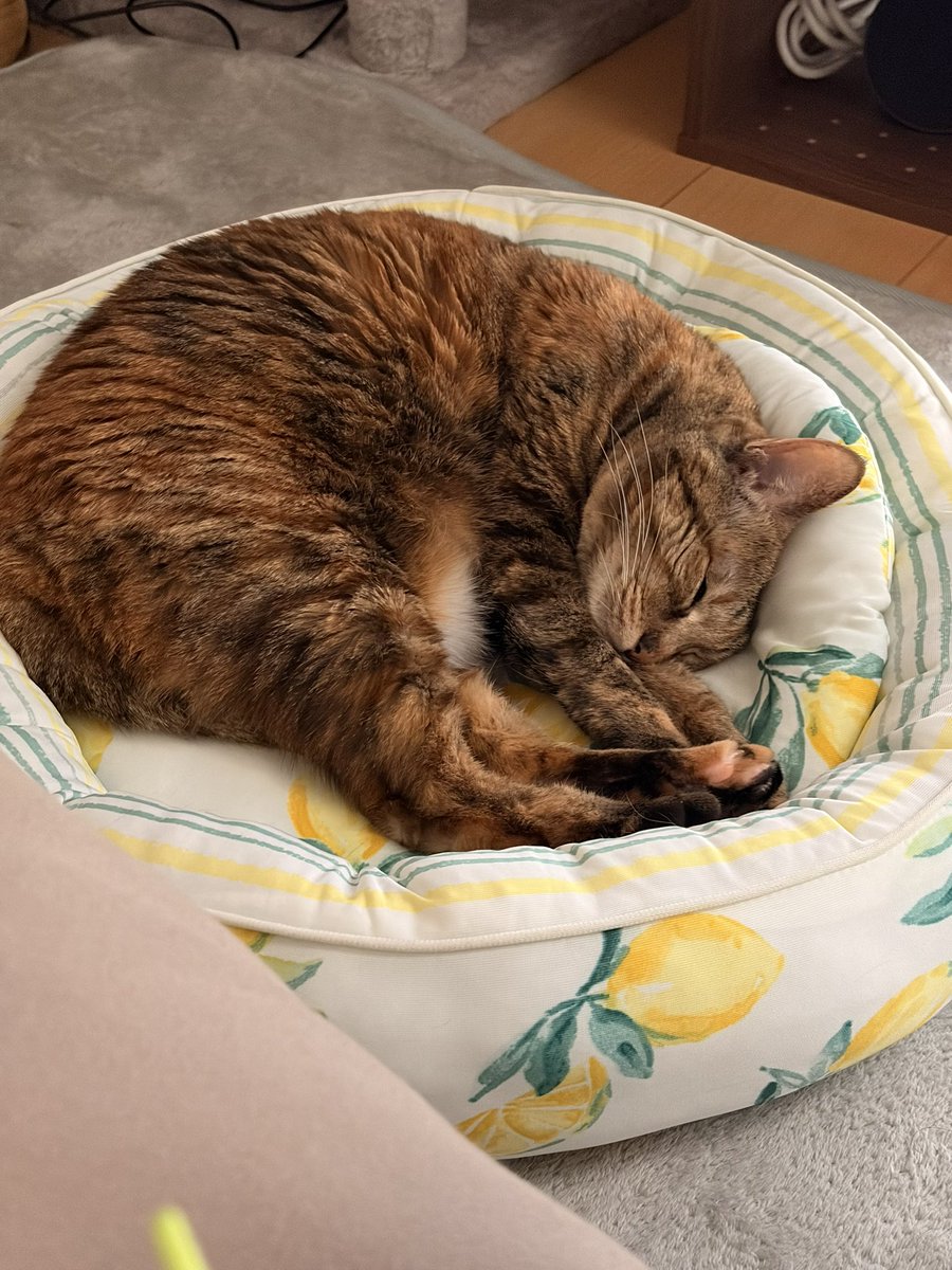 ゆきんこP (@yuki2kariage) / Posts / X