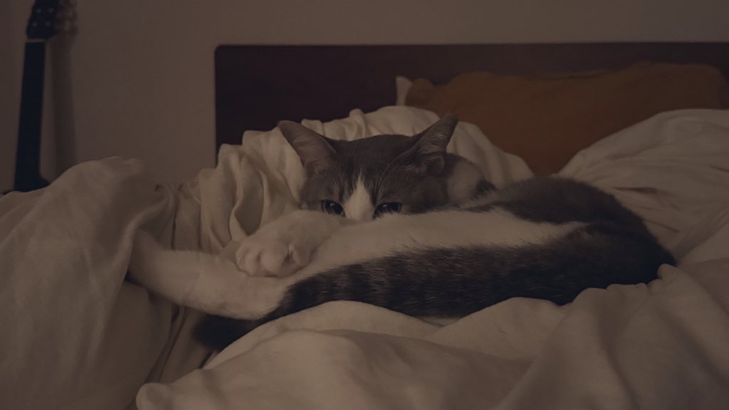 𓃠 (@kyanora_sub) / Posts / X