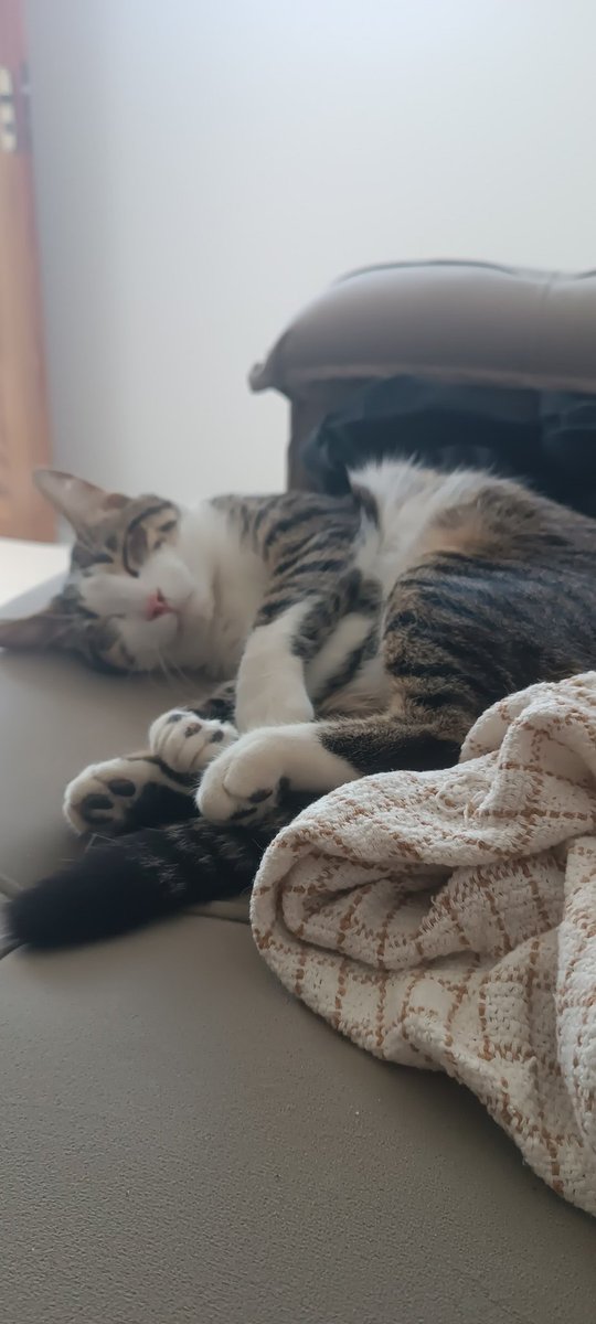 hackermaldito24's tweet image. Preguiça da porra