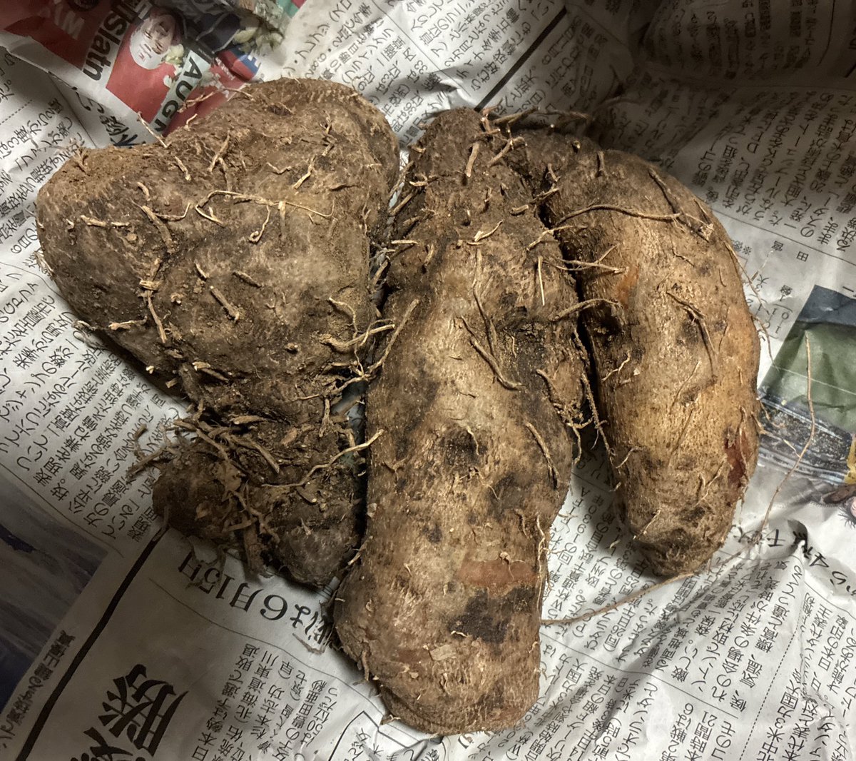 ことり 改め ポとり (@cotori23) / Posts / X