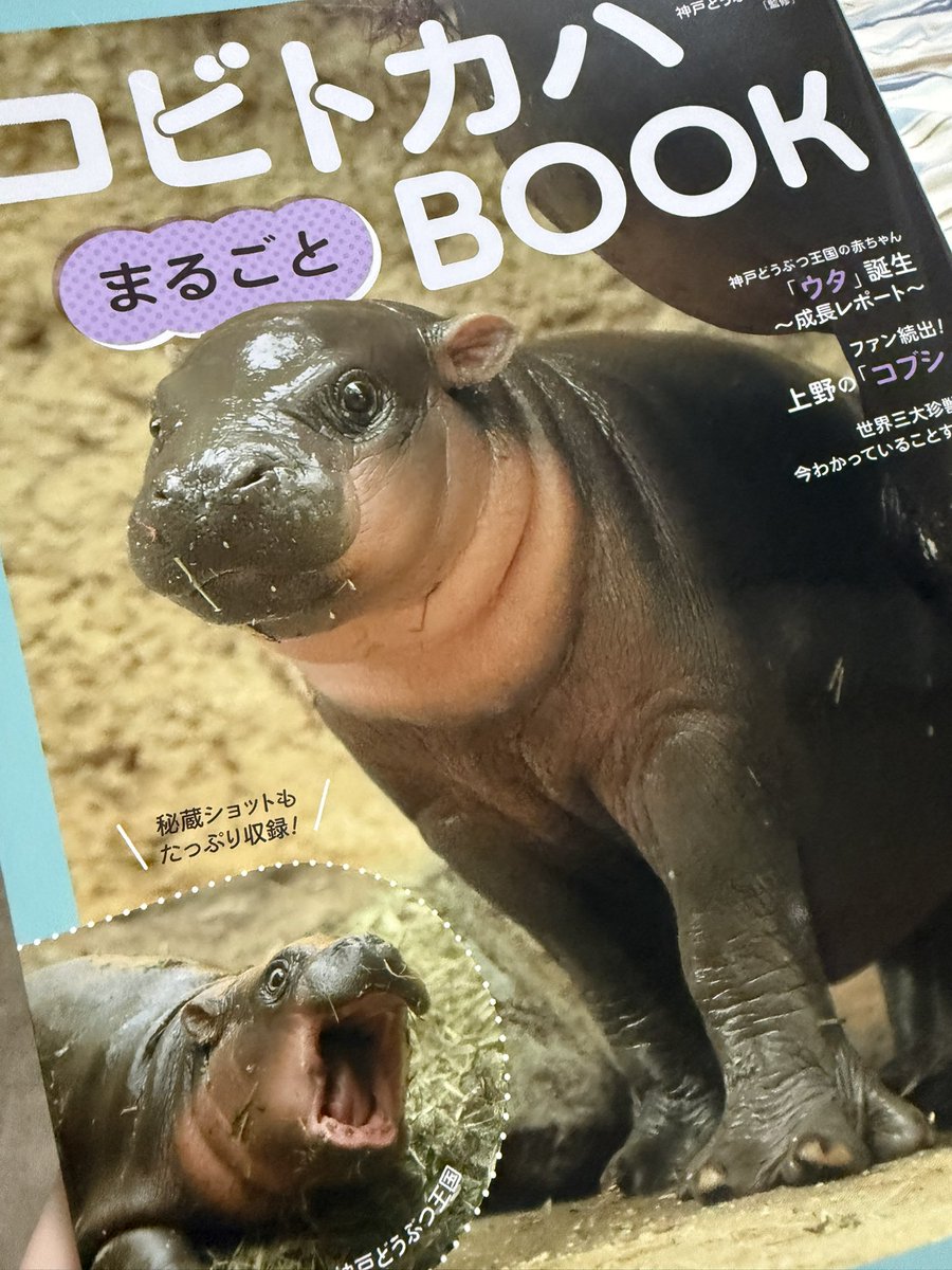 ミニカバの赤ちゃん…！