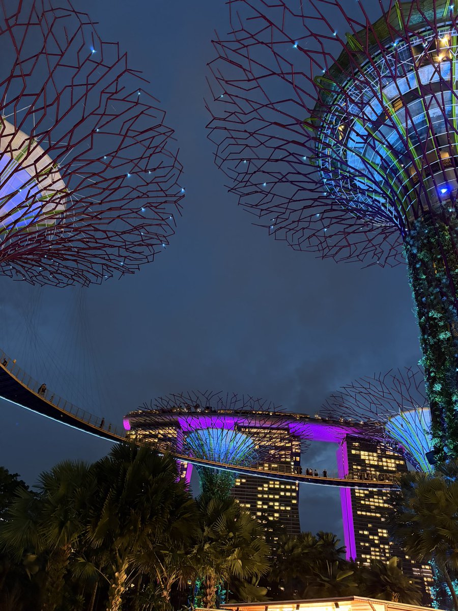 I’ve wanted to look at these trees for so long! This is like a dream come true