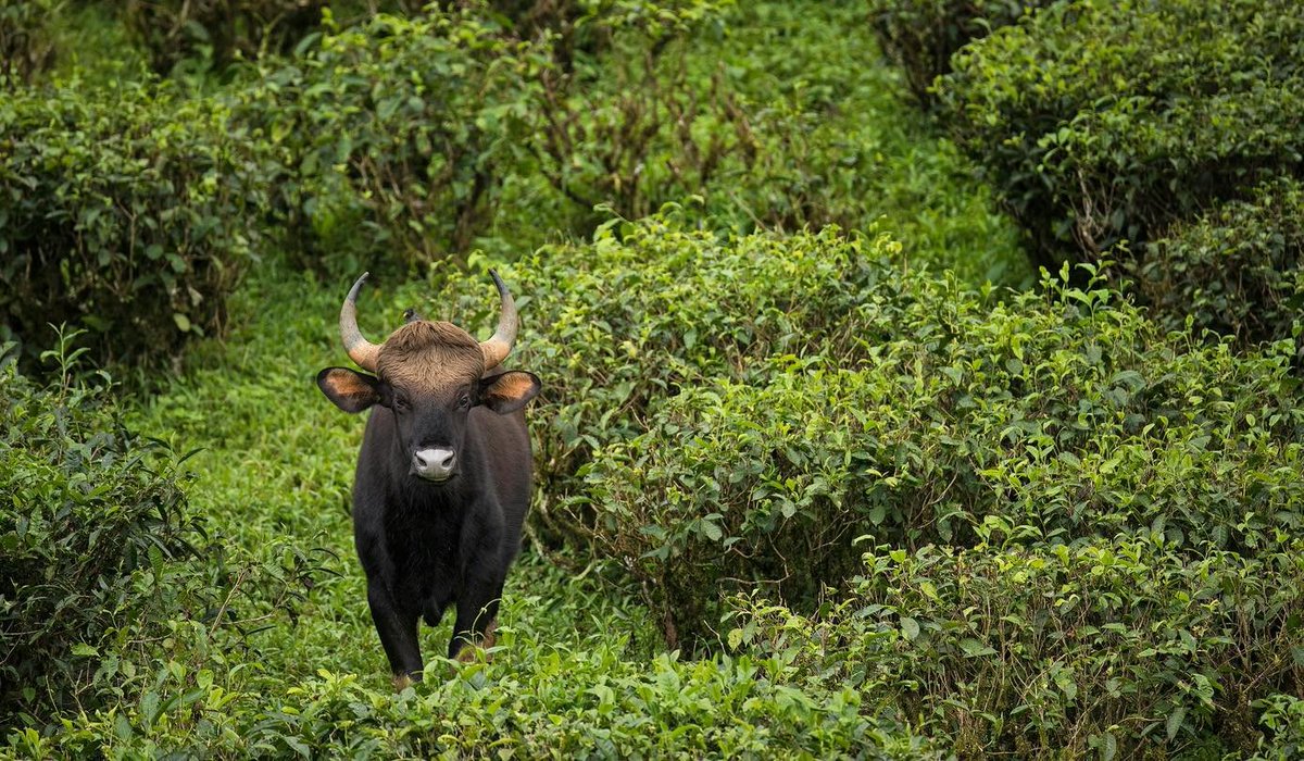 Geoffrey Kent tweet media