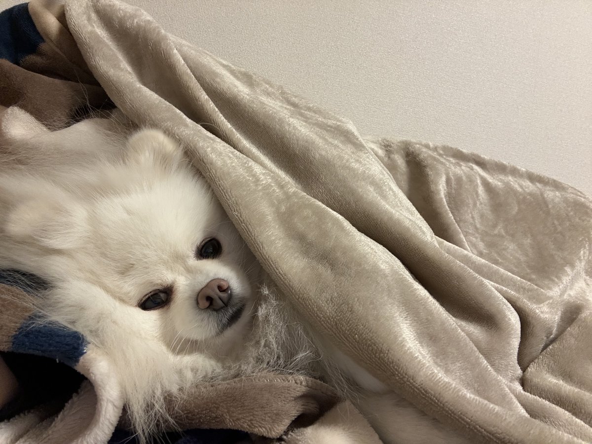 もち🐾ポメラニアン (@mochiomochi_pom) / Posts / X