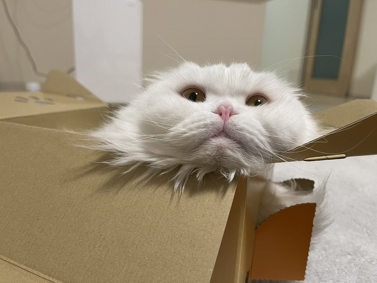 月としらたま (@wataneko_tsuki) / Posts / X