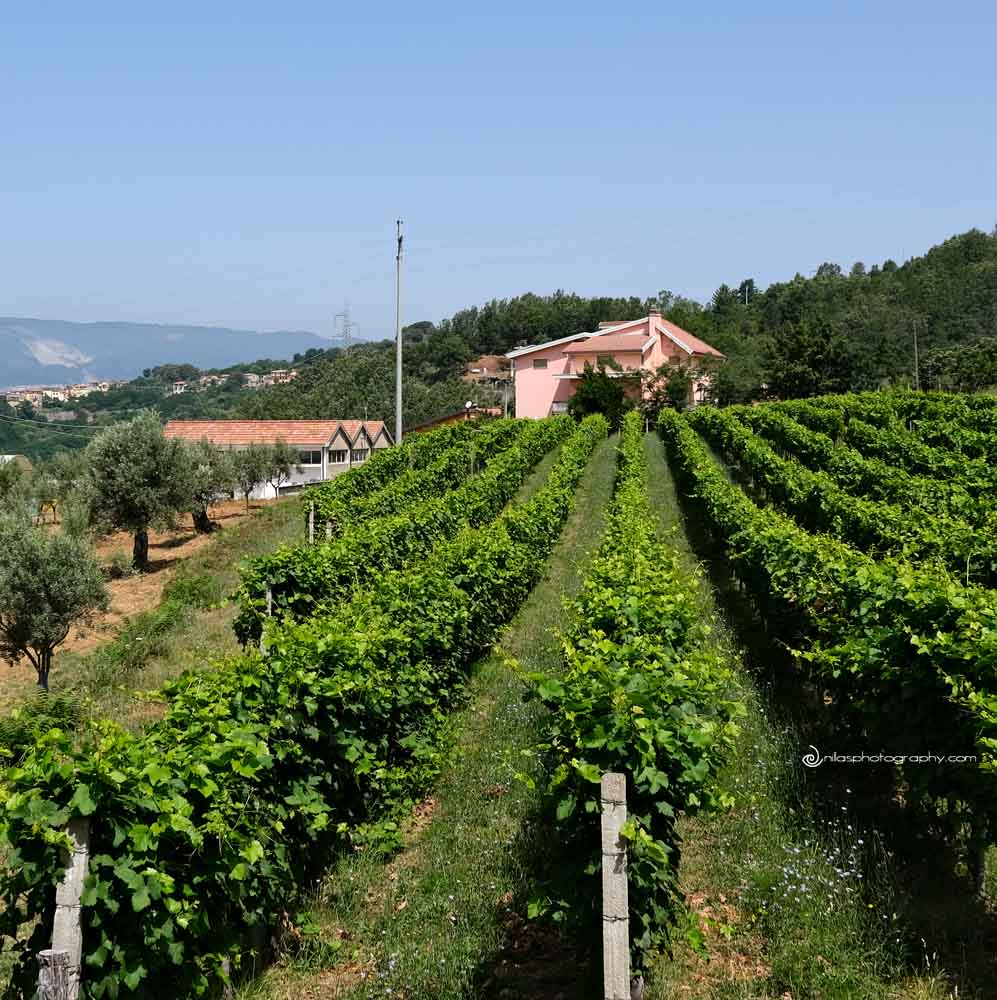 Why Scigliano, Calabria? imageearthtravel.com/2025/12/14/why… via @nillasphotos 
#travel #Italy #Calabria #Scigliano #photography #photographer