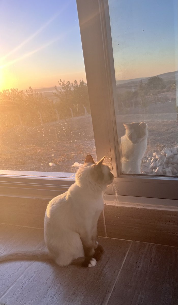 Fatma Kale (@fatmankale) on Twitter photo 