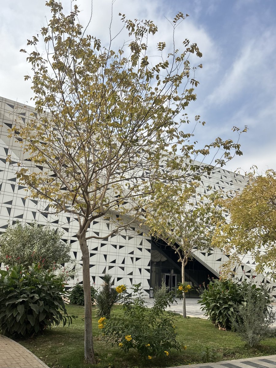 ofluf's tweet image. اجواء مُريحة 🍃🌱