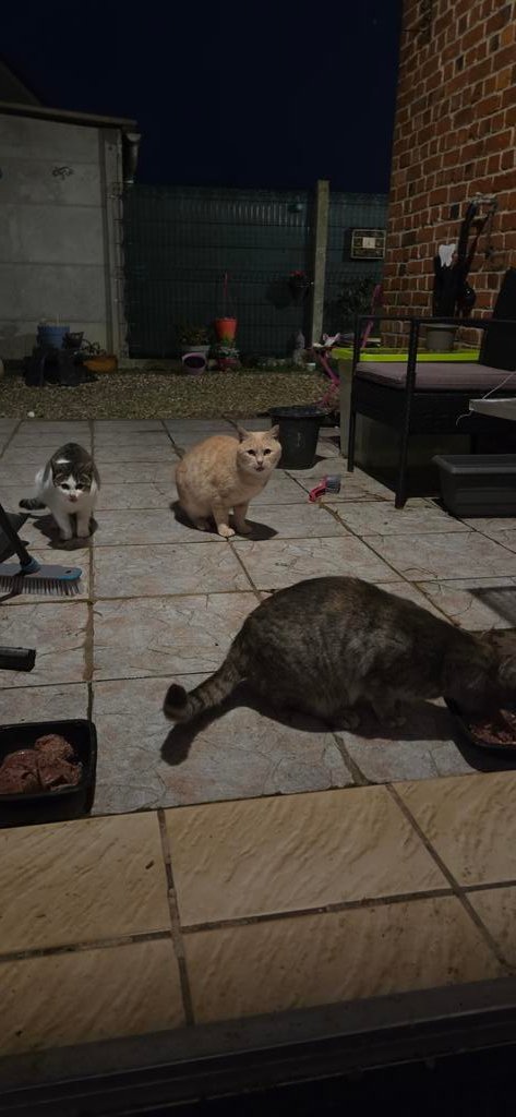 Coup de geule ! Je nourris trop de chats errants. 💔 
Leur nombre explose par l'irresponsabilité de ceux qui refusent de stériliser. 
​Vous créez le problème, nous gérons la souffrance!
​La stérilisation n'est pas une option, c'est un DEVOIR ÉTHIQUE.
​#Stérilisation #ChatsErrants