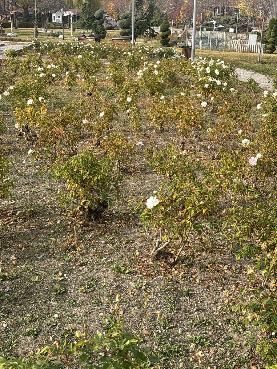 #altınpark #kışa #direnen #güller 🌹🥀