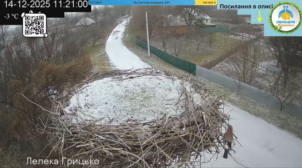 А у нас-перший сніг та сойка в гнізді