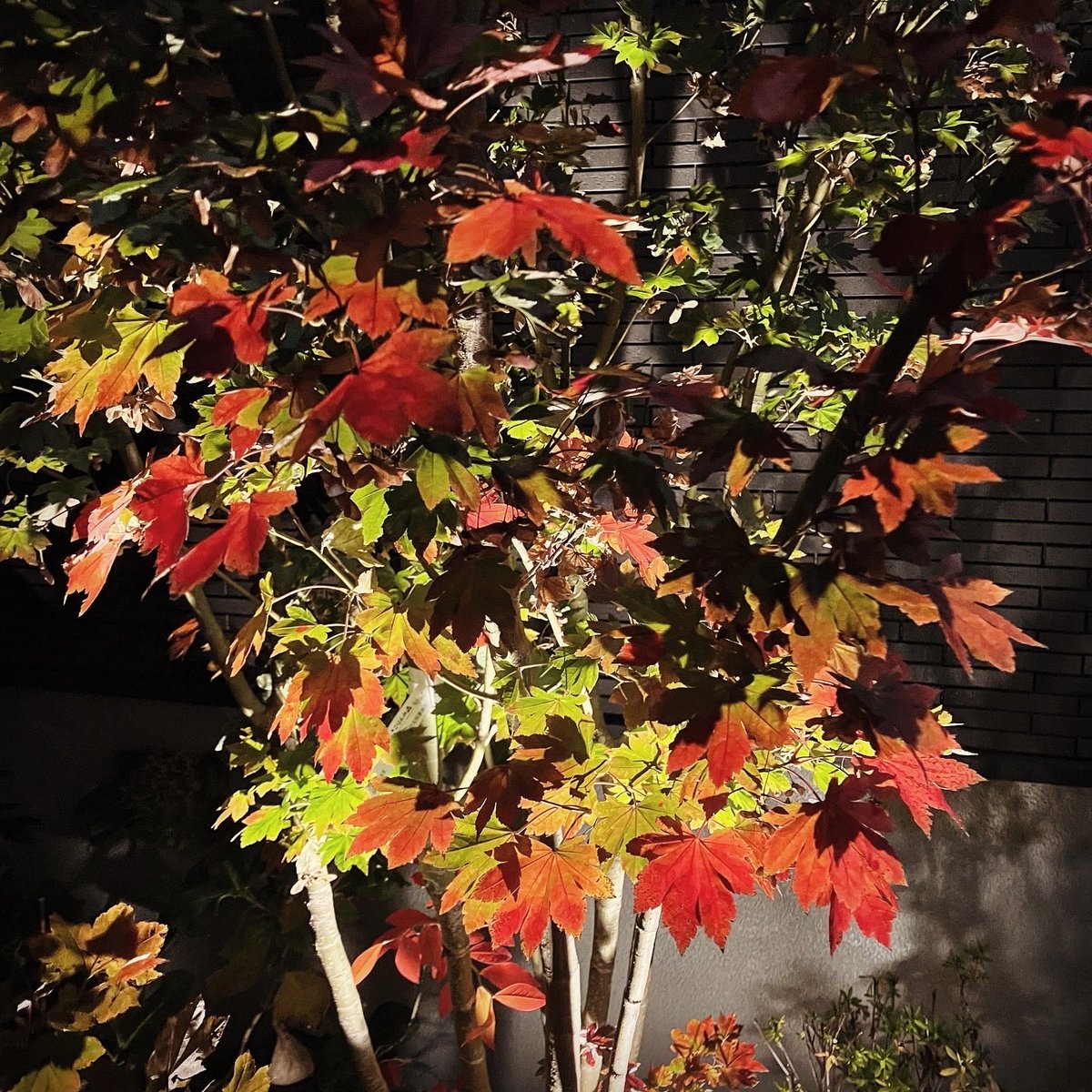 FlyingTOMBI's tweet photo. １２月のお言葉。。。🙏

#japan
#imagine
#mementomori
#shadowsandlight
#烏山寺���通
#陰陽
#徒然なるままに
#生きる
#déjà_vu
#デジャヴュ
#心の色
#心象風景
#ご近所散歩
#その先にあるもの
#今月のお言葉
#そして
#上を向いて歩こう
#心に問い
#心と対話する
#帰り道
#somethinggreat https://t.co/1PFKALu84Y