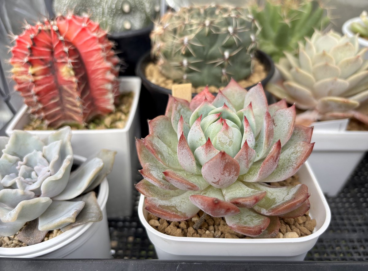 tococo様♡ご確認用ページ♡多肉植物 田浦・追浜・逸見コミセン「多肉植物の寄せ植え講座」【締切】10月8日