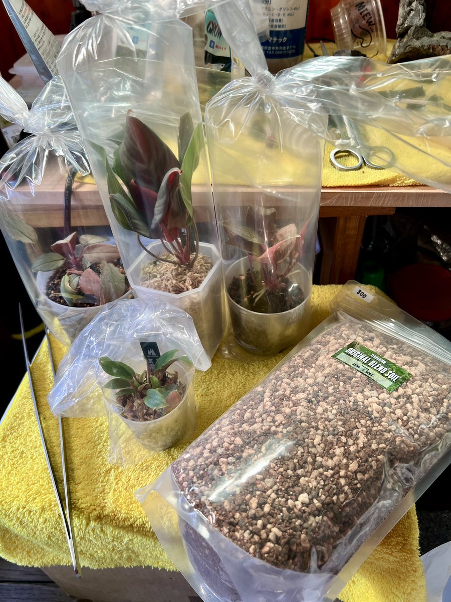 sora_mak's tweet image. 今年最後のお買い物かなぁ〜😅

#nativeforest