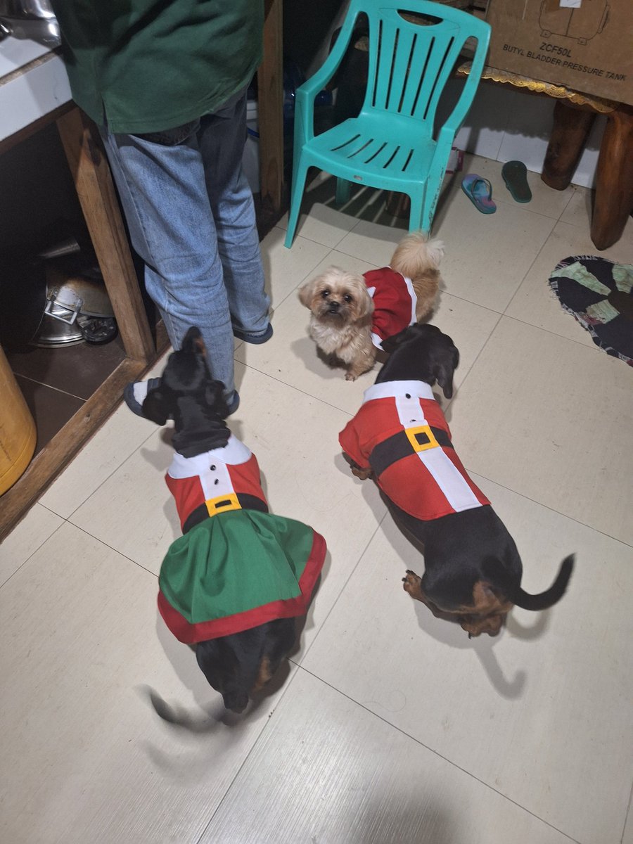Hoping_komorebi's tweet photo. Mr. And Mrs. Claus with Santa's Elf 🎅🤶🧑‍🎄 https://t.co/XG8cZVuJ41