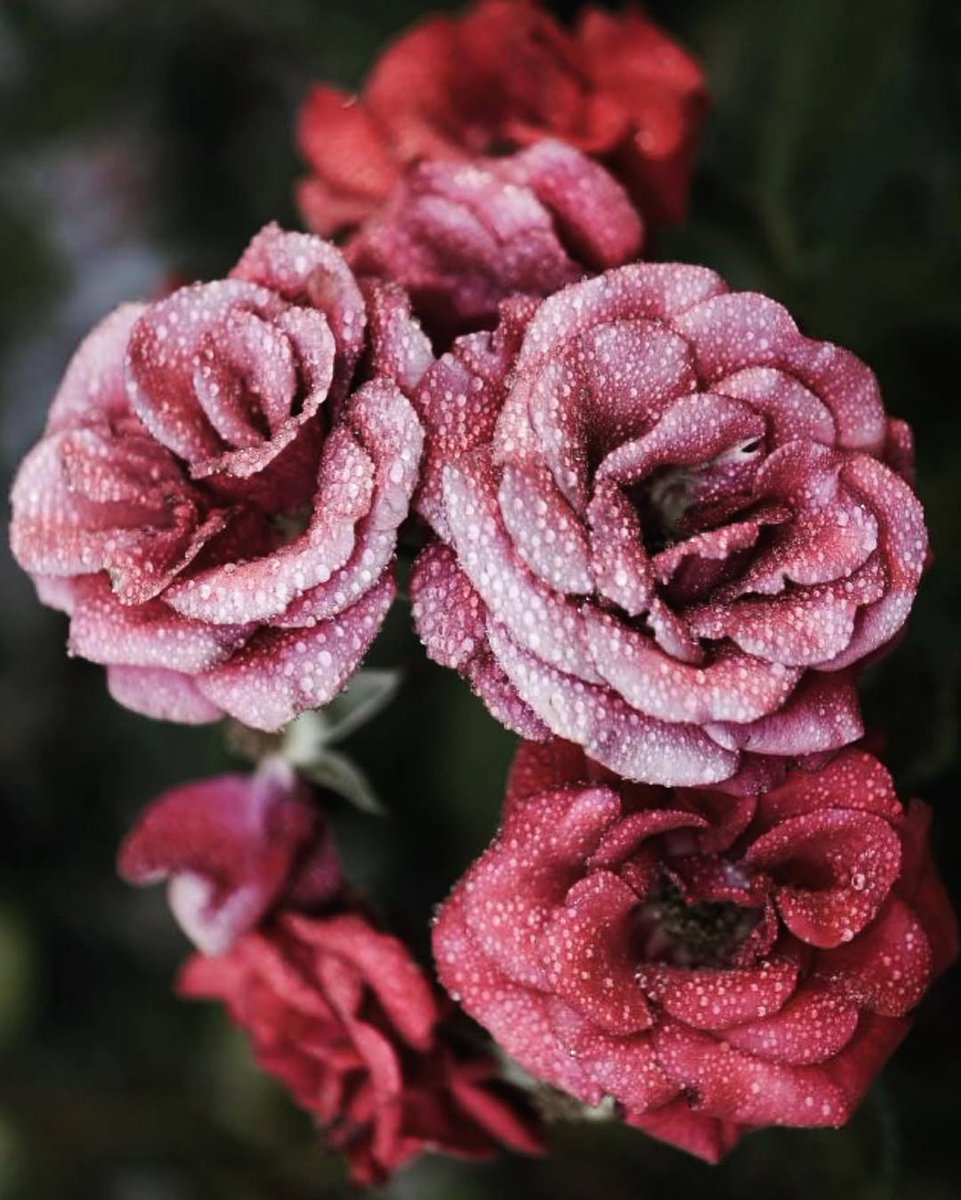 huili90018879's tweet image. Weekends are for flowers and coffee.
#weekendvibes #slowweekend