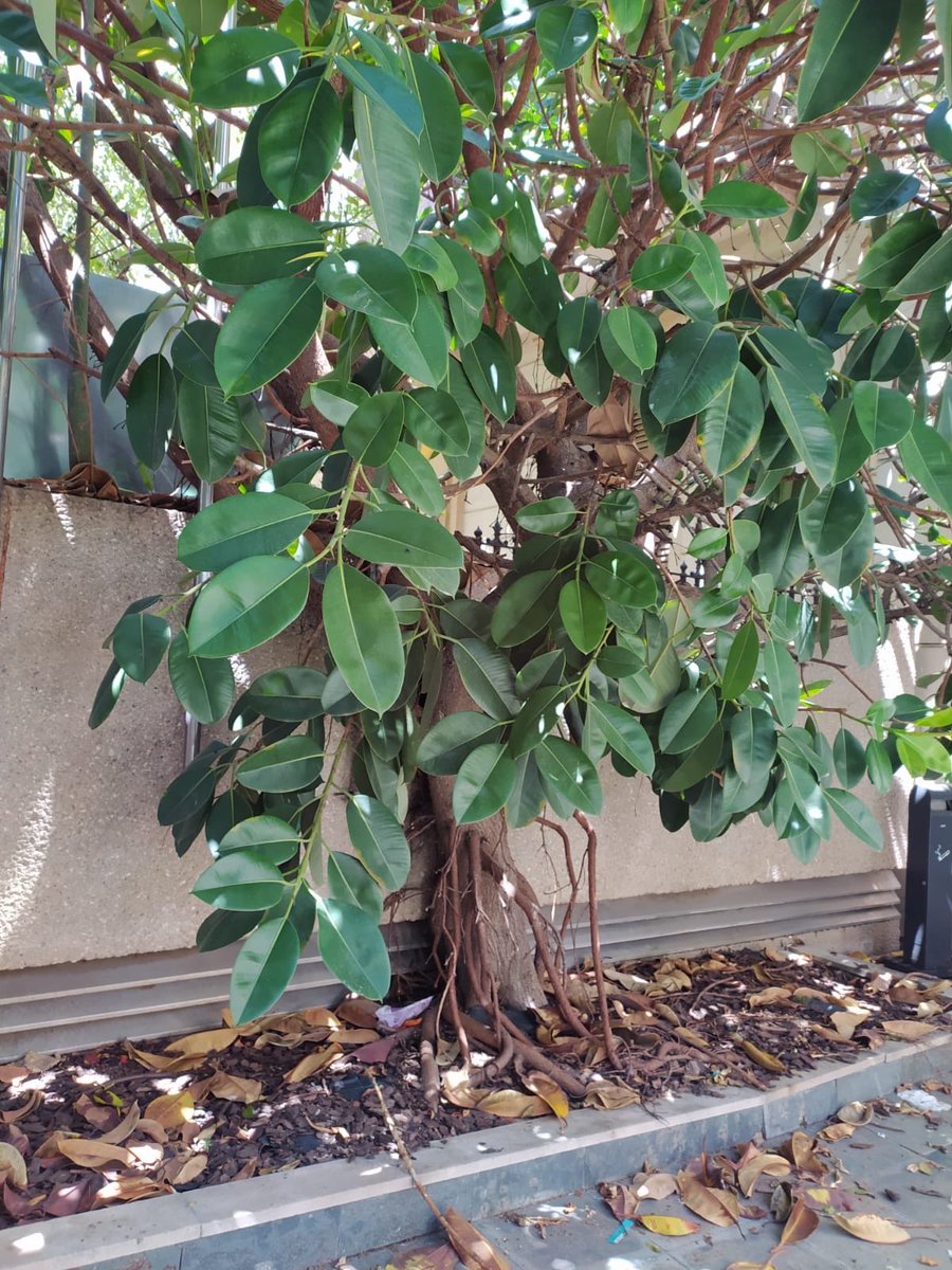 honey_kill's tweet photo. Antes había un ficus gigante que sus ramas llegaban a la vía pública aportando sombra al espacio urbano, cosa que se necesita en los barrios las grandes ciudades! https://t.co/ybvzadqHTb