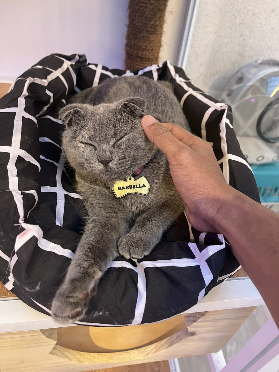 Meooong, hallo Barbella 👋🏼

<a href="/Ftlgym_id/">FTL Gym</a>