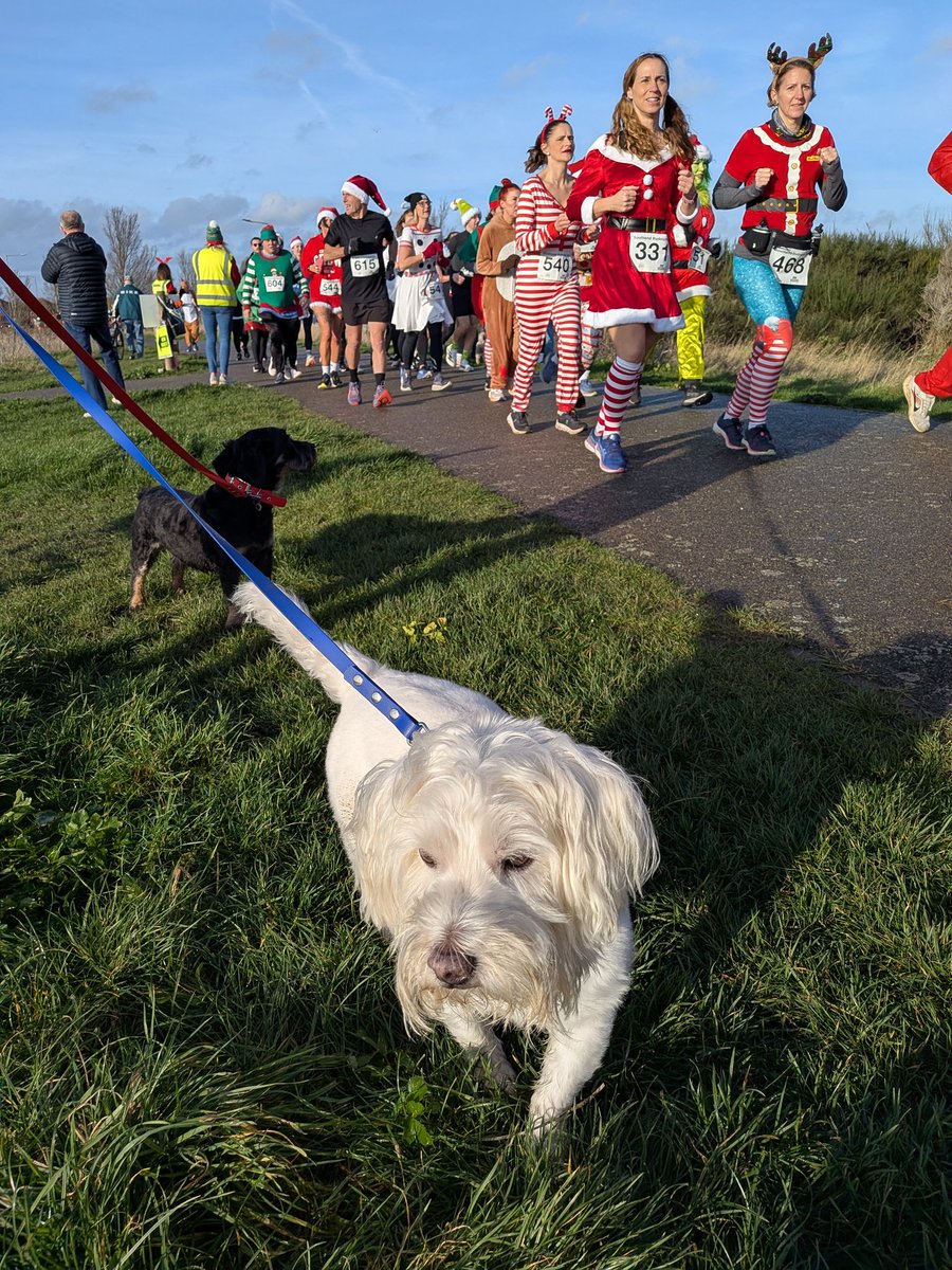 ernpup's tweet image. Stumbled across a Santa Run on our walk this morning 🎅🏼🏃🏼‍♂️ We weren't quite sure what to make of it! 😆 #funrun #festive #dogsofx
