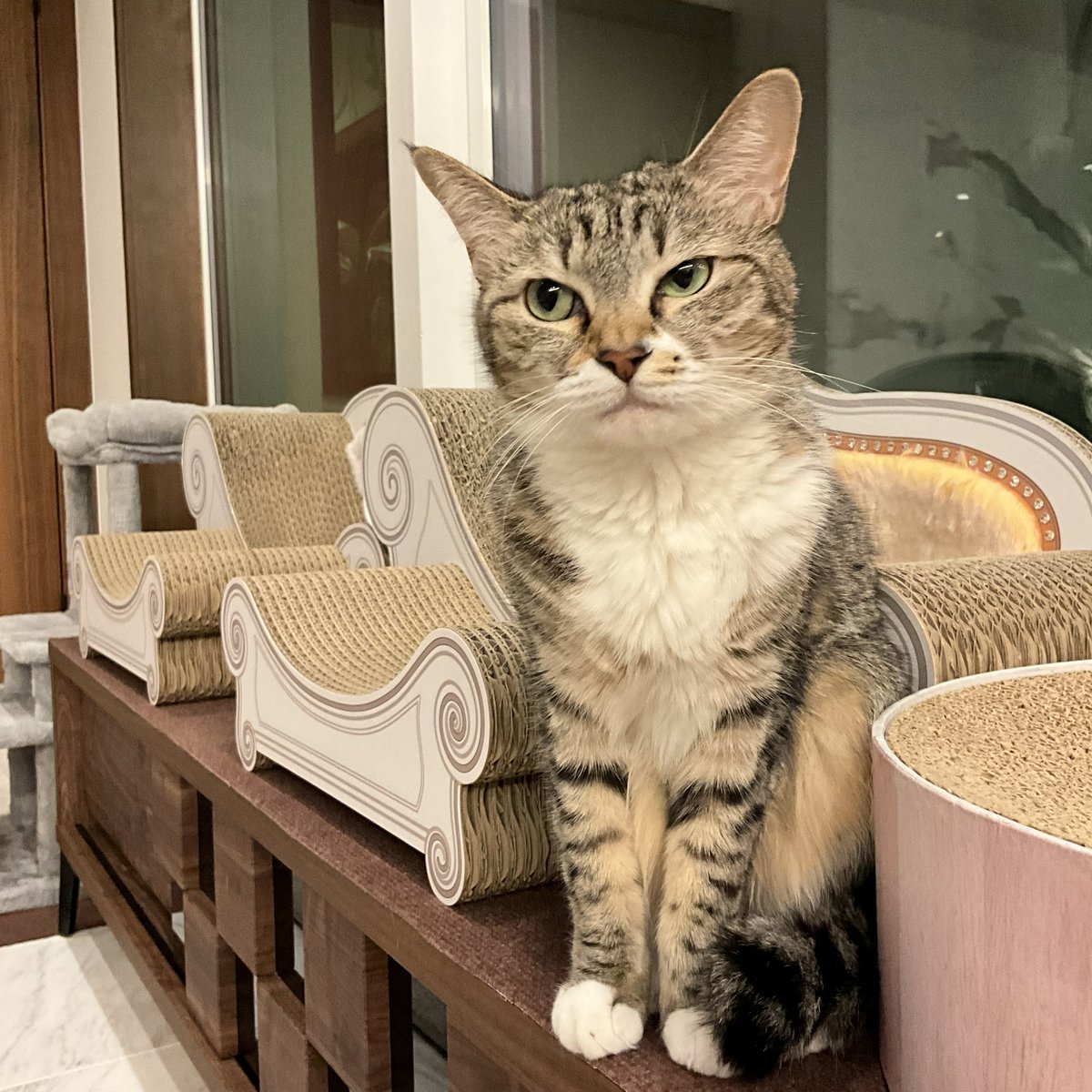 SAKUちゃん (@SakuraYnkk1) / Posts / X