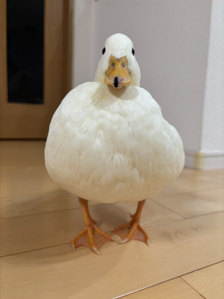poma🪿ピヨコ tweet media