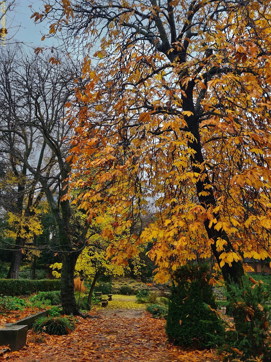 Real Jardín Botánico. Madrid, España. Diciembre de 2025.  Despidiendo al otoño.

#garcellor #realjardinbotanico #fotosconmovil #parquesdemadrid #coloresdeotoño #otoñada #bajolalluvia