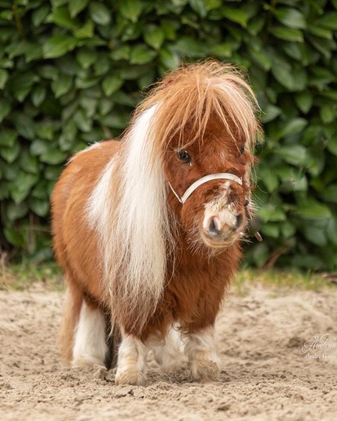 adorable1idiots's tweet image. Introducing the Vice President of Adorable Idiots Inc. 🐴👑
This mini pony refused to grow up and instead invested everything in dramatic bangs and attitude.
Not short, just pocket-sized perfection.
We stan this fluffy emo forever. 😤❤️
#MiniPony  #CuteAggression #AdorableIdiots