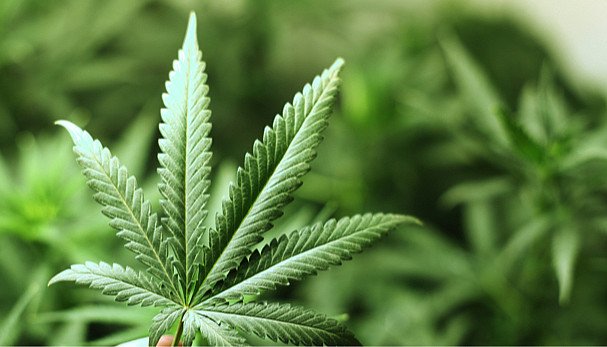 Cannabis stocks could moon tomorrow due potential reschedule EO being signed by Trump.
$MSOS