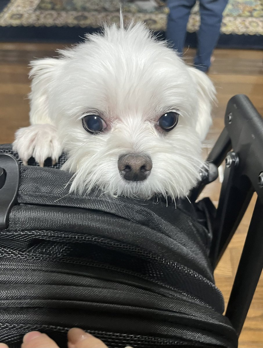 くぅちゃん (@_coo_1025_) / Posts / X