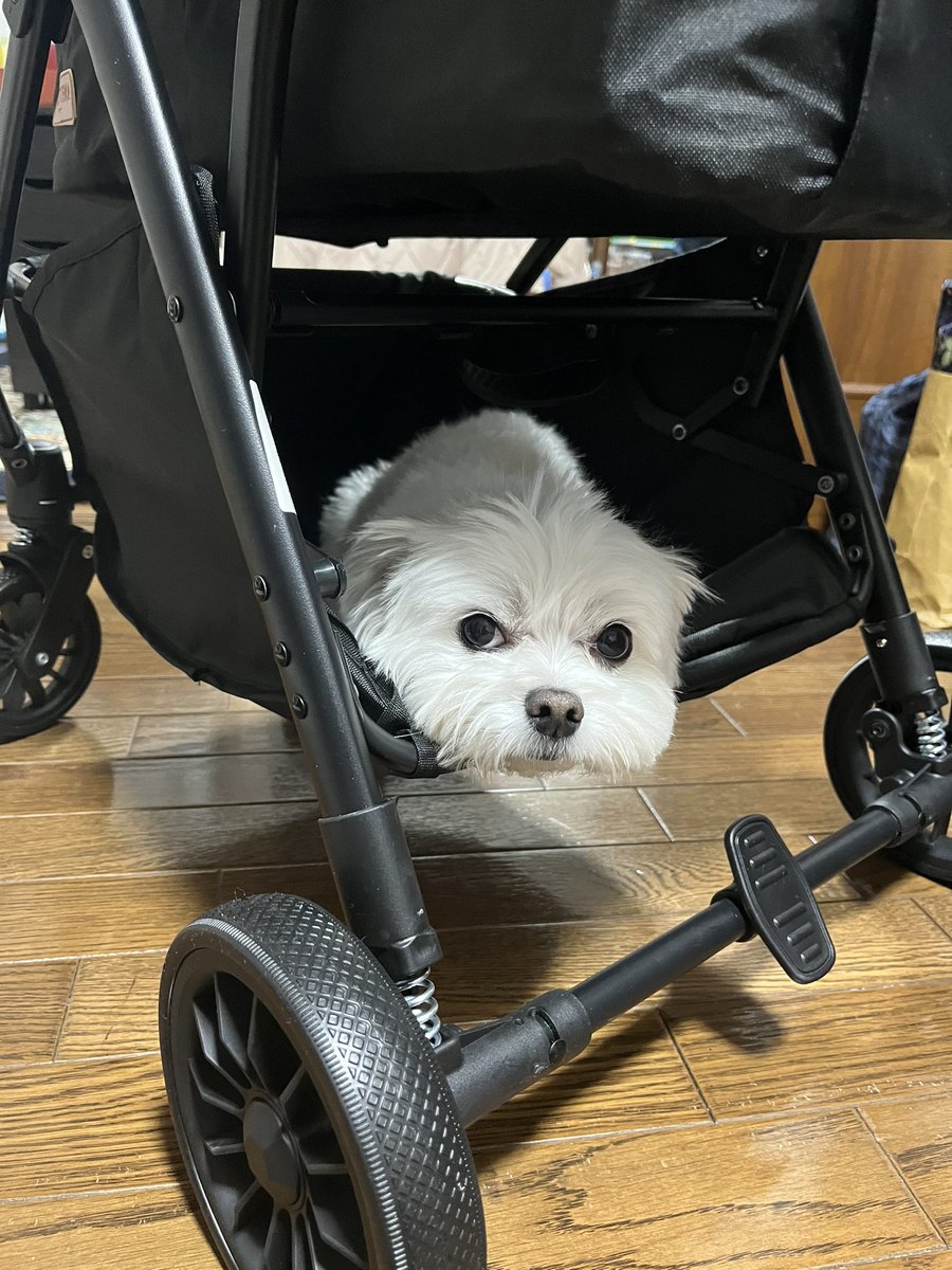 くぅちゃん (@_coo_1025_) / Posts / X