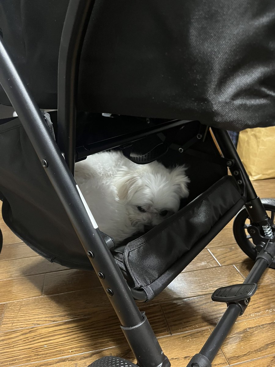 くぅ〜チャン くぅちゃん (@_coo_1025_) / Posts / X