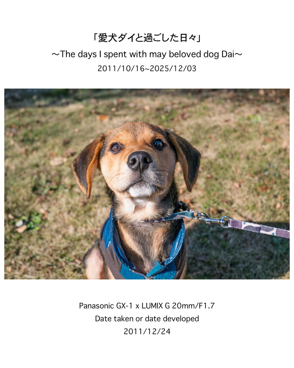 naoki_kawashima's tweet image. ーーーーーーーーーーーーーーーーーーーー
〜愛犬ダイとの14年間を振り返る〜

このInstagram(2025/12/06〜)は、大切な家族の一員として共に暮らした愛犬「ダイ」の14年間を、私が撮影した写真で振り返ります。

ーーーーーーーーーーーーーーーーーーーー
【今回の投稿写真】…
